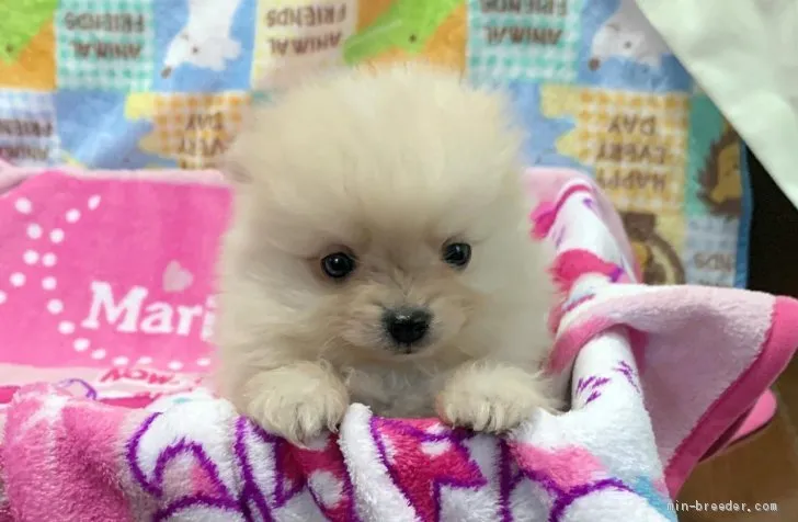 ID:2003-01557の子犬