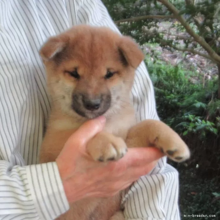 柴犬(標準サイズ)【愛媛県・女の子・2025年9月25日・赤色】の写真1「顔立ちの整った美人さんです。毛色もとても綺麗で今後の成長が楽しみな女の子」