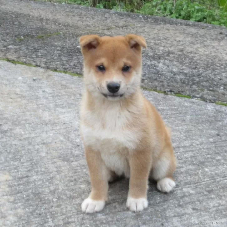 ID:2411-01880の子犬