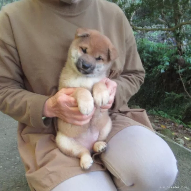 柴犬(標準サイズ)【愛媛県・女の子・2025年9月25日・赤色】の写真1「顔立ちの整った美人さんです。毛色もとても綺麗で今後の成長が楽しみな女の子」