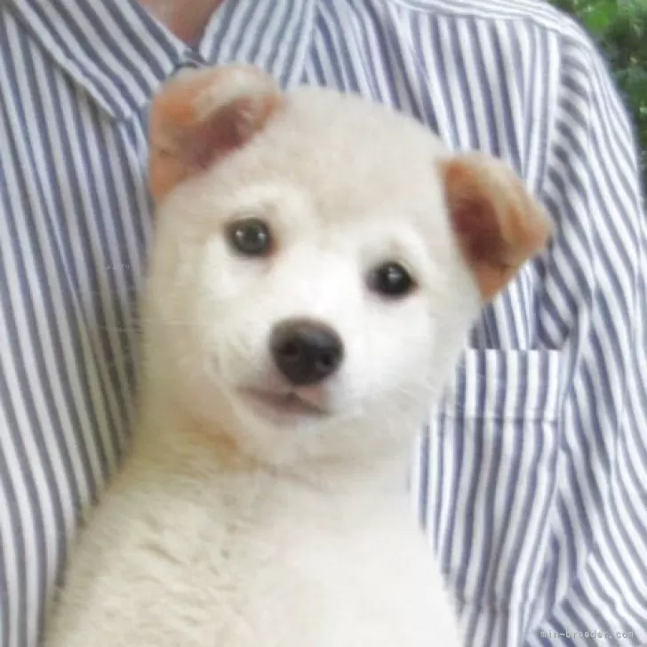 ID:2506-04561の子犬