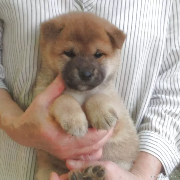 ID：2506-07990の子犬