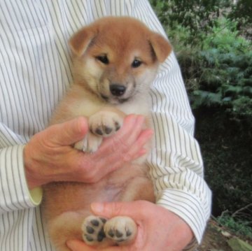 柴犬(標準サイズ)【愛媛県・女の子・2025年9月25日・赤色】の写真「豆柴サイズの女の子です」