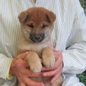 柴犬(標準サイズ)【愛媛県・女の子・2025年9月25日・赤色】の写真「可愛い性格の女の子です。」