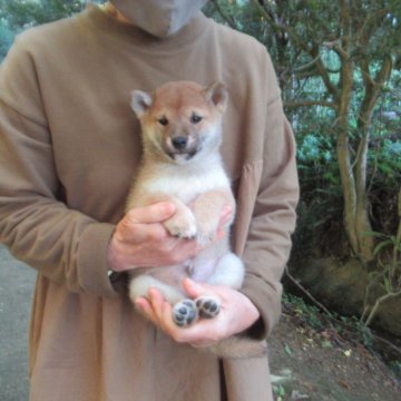 柴犬(豆柴)【愛媛県・男の子・2025年9月28日・赤色】の写真「癒し系の雄君です。」