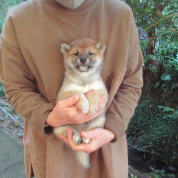 柴犬(豆柴)【愛媛県・女の子・2025年9月28日・赤色】の写真「穏やかな性格で癒し効果満点の豆ちゃんです。」