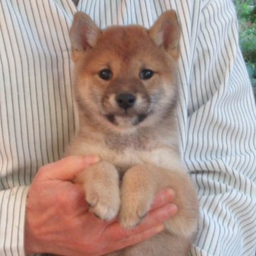 豆柴【愛媛県・女の子・2025年9月28日・赤色】の写真「可愛い性格の女の子です。」