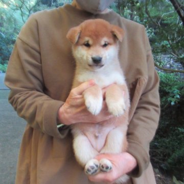 柴犬(標準サイズ)【愛媛県・男の子・2025年9月25日・赤色】の写真「性格の穏やかな凛々しい雄君です。」