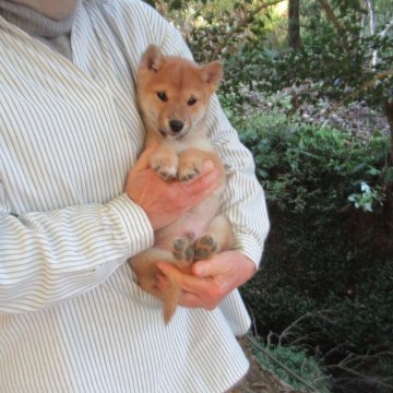 柴犬(豆柴)【愛媛県・男の子・2025年9月28日・赤色】の写真「癒し系の雄君です。」