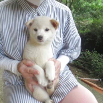 柴犬(豆柴)【愛媛県・女の子・2025年5月7日・白色】の写真「穏やかな性格で癒し効果満点の白ちゃんです。」