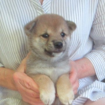 柴犬(豆柴)【愛媛県・男の子・2025年8月27日・赤色】の写真「穏やかな性格で癒し効果満点の豆ちゃんです。」