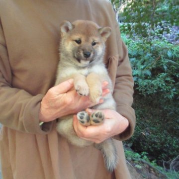 柴犬(豆柴)【愛媛県・女の子・2025年9月28日・赤色】の写真「可愛い性格の女の子です。」