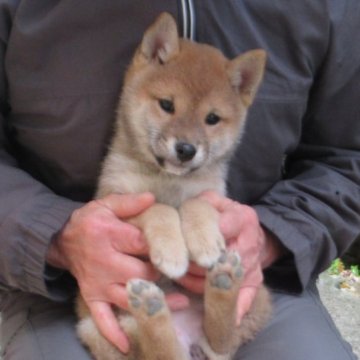 柴犬(豆柴)【愛媛県・女の子・2025年9月28日・赤色】の写真「可愛い性格の女の子です。」