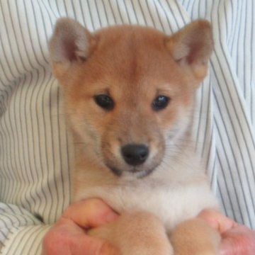 豆柴【愛媛県・男の子・2025年9月28日・赤色】の写真「癒し系の雄君です。」