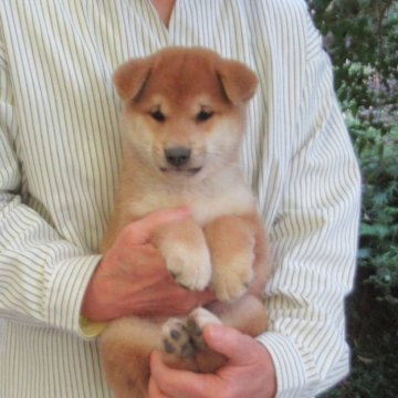 柴犬(標準サイズ)【愛媛県・男の子・2025年9月25日・赤色】の写真「性格の穏やかな凛々しい雄君です。」