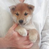 柴犬(豆柴)