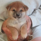 柴犬(標準サイズ)