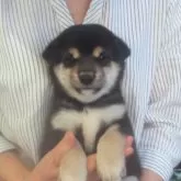 豆柴