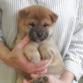 柴犬(標準サイズ)