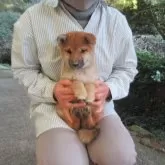 柴犬(標準サイズ)