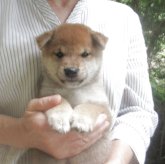 柴犬(豆柴)