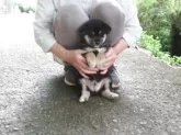 豆柴【愛媛県・男の子・2025年5月7日・黒色】の写真2「穏やかな性格の黒豆君です。」