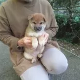 柴犬(標準サイズ)【愛媛県・女の子・2025年9月25日・赤色】の写真2「健康的に成長しています。」