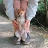 豆柴【愛媛県・男の子・2025年9月28日・赤色】の写真3「排便の仕付けもできています。」