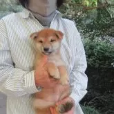 柴犬(標準サイズ)【愛媛県・女の子・2025年9月25日・赤色】の写真4「お母さんの愛情を一身に受けて健やかに成長しています。」