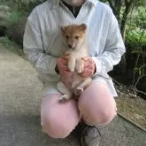 豆柴【愛媛県・男の子・2025年9月28日・赤色】の写真6