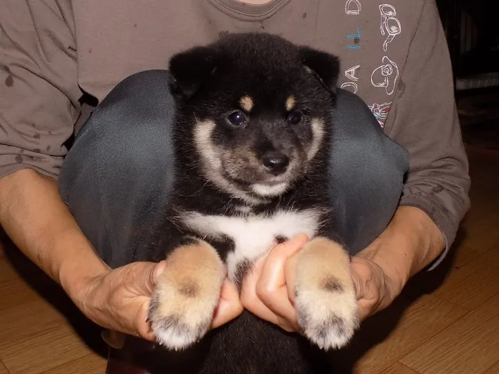 ID：1609-01355の子犬