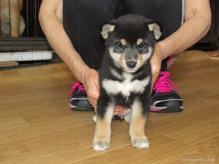 ミコス 様のお迎えした子犬