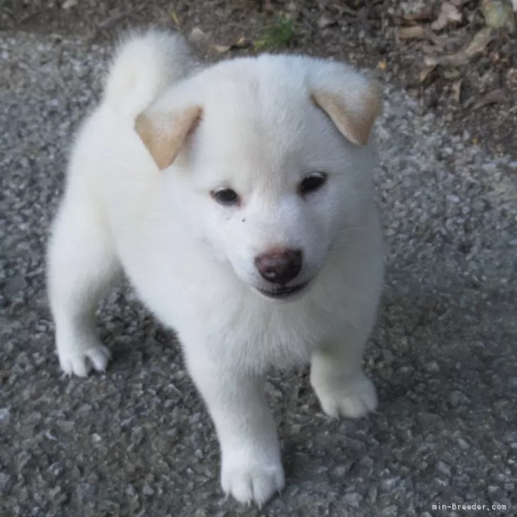 H.F 様のお迎えした子犬