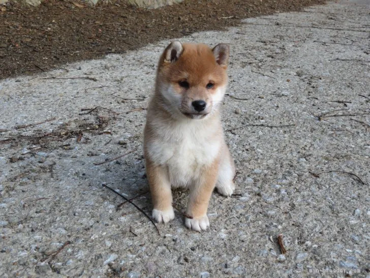 J.K 様のお迎えした子犬