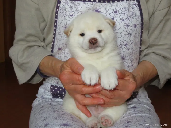 ID:1812-00436の子犬
