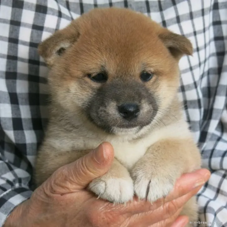 H.K 様のお迎えした子犬