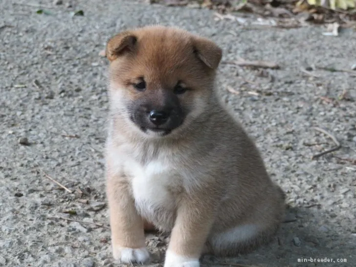 ねね 様のお迎えした子犬