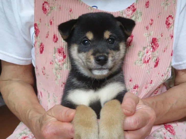 ID：2108-02576の子犬
