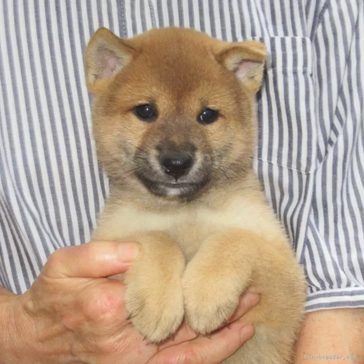 ID:2409-01194の子犬