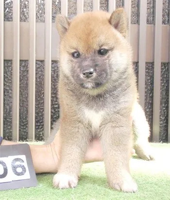 ID:1407-00546の子犬