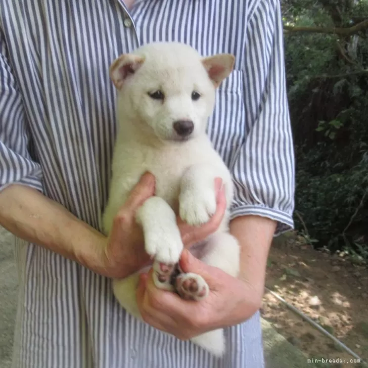 ID:2407-05731の子犬