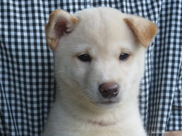 G 様のお迎えした子犬