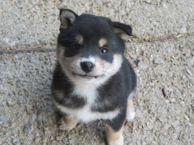 ID:2012-02584の子犬