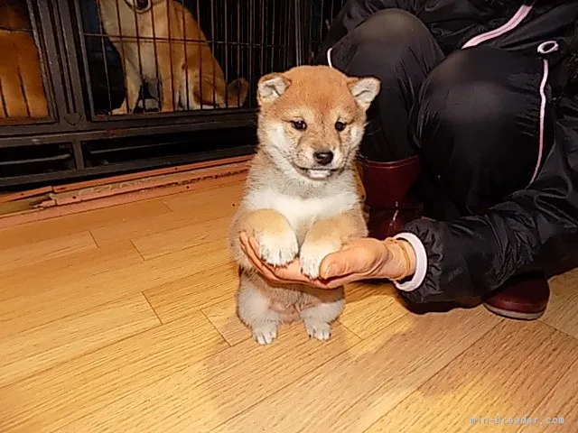 豆柴【愛媛県・男の子・2016年12月18日・赤色】の写真1「性格の優しい穏やかな仔犬です(^^♪」