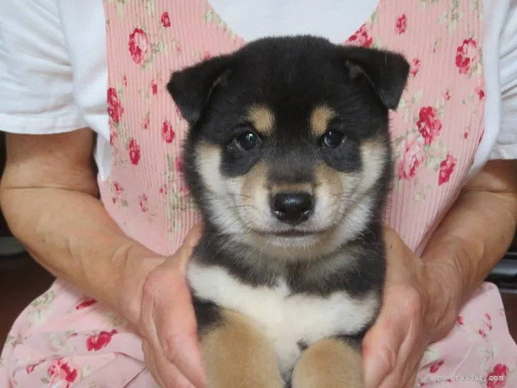 T.N 様のお迎えした子犬