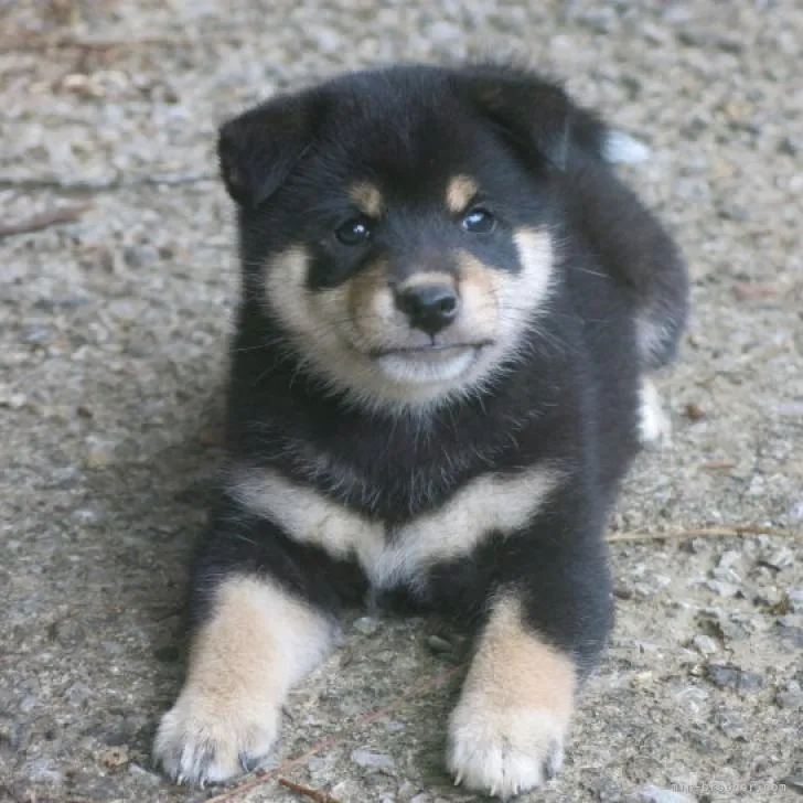 tatty 様のお迎えした子犬