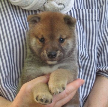柴犬(豆柴)【愛媛県・男の子・2024年5月29日・赤色】の写真「癒し効果満点の豆ちゃん。」