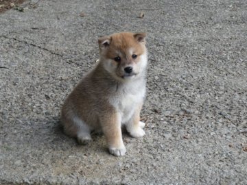 柴犬(標準サイズ)【愛媛県・女の子・2019年12月21日・赤色】の写真「穏やかな癒し系の女の子です。」