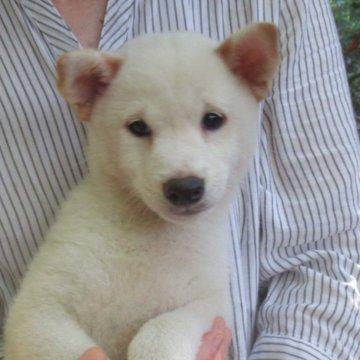 柴犬(豆柴)【愛媛県・男の子・2024年6月4日・白色】の写真「穏やかな性格で癒し効果満点の豆ちゃんです。」