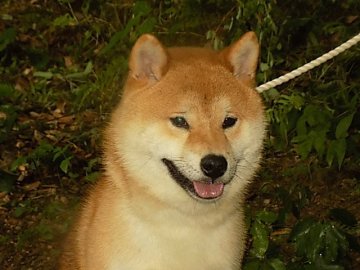 柴犬(標準サイズ)【愛媛県・男の子・2016年5月26日・赤色】の写真「性格の穏やかな凛々しい雄です。」